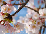 【春日花见】日本关西7日行：樱花-暴走-民宿-和服 已完结！