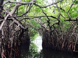 斯里兰卡旅行│徜徉在绿水之上——马度河红树林