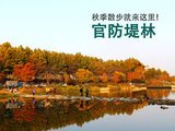 适合秋季散步的潭阳景点：官防堤林【韩国旅游·潭阳旅游】