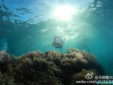 斐济kadavu与太平洋港鲨鱼潜归来(更新一段水底的视频）