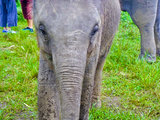 【玩乐体验师】嗨皮旅行之体验rantong大象保育中心——照顾象宝宝特别体验