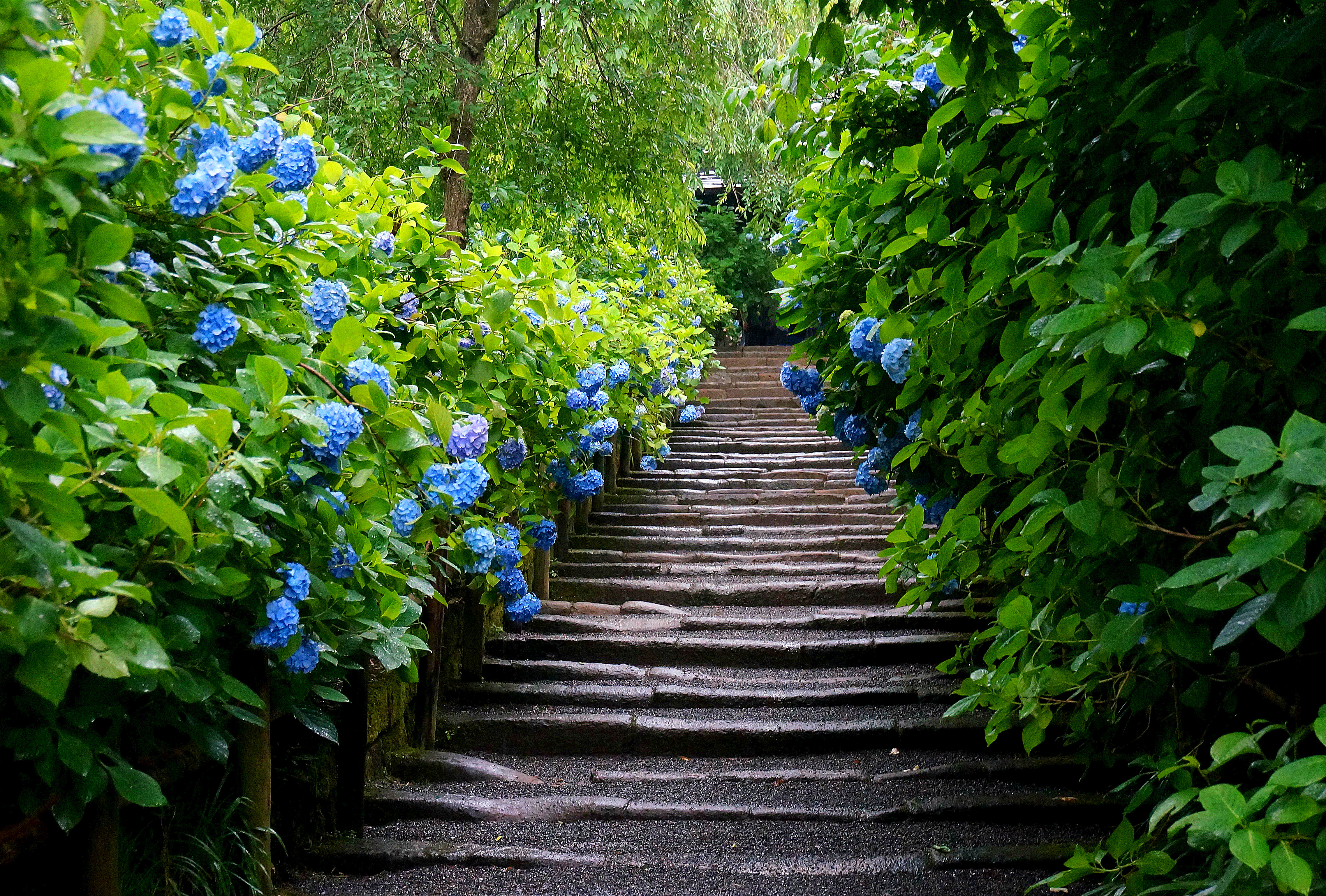 紫阳花の夏 17年6月镰仓 箱根 东京闺蜜行 日本 旅行摄影 论坛 穷游网