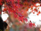 两次枫叶季的关西——京都、奈良、大阪（枫叶、银杏、庙会、菊乃井本店）