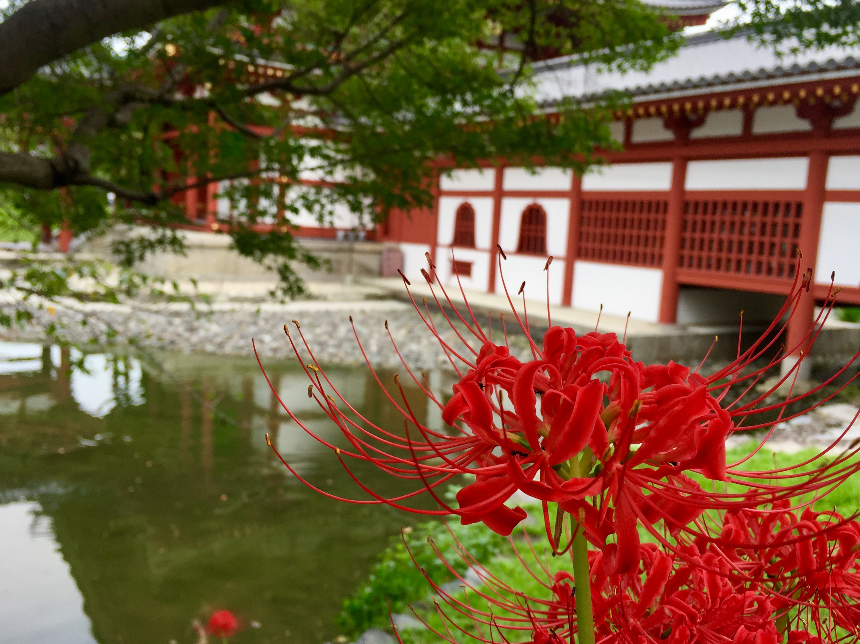 宇治市游记 宇治市旅行游记 宇治市自由行游记攻略 穷游网