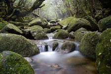 屋久岛Yakushima