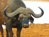 Safari ! 东非肯尼亚-动物大迁徙, 内有大量动物中英文名称和景点详细介绍。