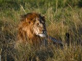 走进动物世界--Kenya Safari 之旅