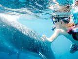 菲律宾冒险七日，告别喧嚣与鲸鲨共舞