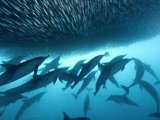 南非沙丁鱼迁徙转让