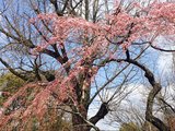 3月下吕温泉，迟来的樱花，京都大阪游