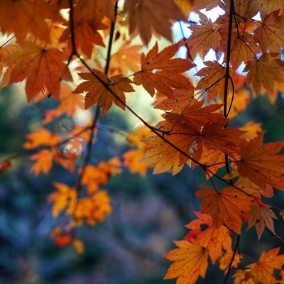 好是经霜叶 红于带露花 邂逅北陆的秋之永平寺 东寻访 黑部峡谷 金泽 高岗 雨晴 冰见 五箇山相仓 和仓温泉 加贺温泉