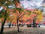 秋天的童话——韩国赏枫之旅