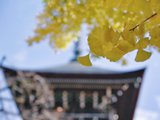 【今秋，你要的周末元素都在岐阜】高山&下吕赏红叶、泡温泉、寻秋味