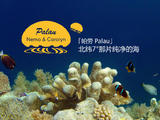「帕劳Palau」北纬7°那片纯净的海 香港中转
