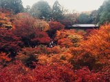 红叶正当时－踩点小天使的正直系列（奈良，京都，大阪）