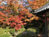 京都河口湖东京--带父母红叶季十一日