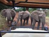 坦桑尼亚 8天野生动物游猎体验之旅~~~~