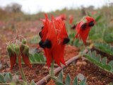 2016 澳洲西部自驾穿越 (Perth -- Uluru -- PortAugusta -- Perth)