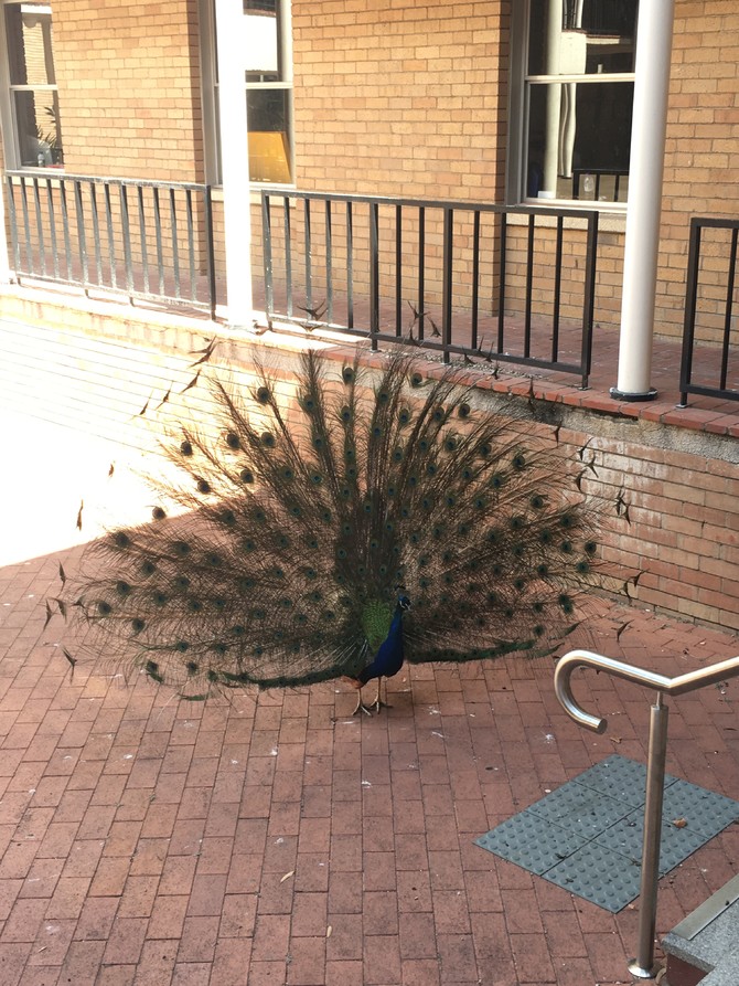 西澳大利亚大学旅游图片 西澳大利亚大学旅游