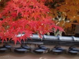 我在日本，穿越秋冬（三游京都-大阪-东京，含小众绝美庭园、大阪环球影城和吉卜力美术馆）