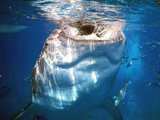 潜水员解毒鸡血潜，菲律宾墨宝沙丁鱼风暴&Oslob鲸鲨2018年1月26-31日（6天5晚13潜）惊爆价3588元