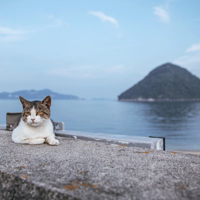 去全世界遇见猫 日本猫岛猫城篇 海量猫图等你来吸 6 26更新 日本 论坛 穷游网