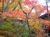 一路向东，伴随枫叶，跟着动漫の脚步，京都到东京的动漫（枫叶）巡礼之路