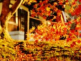 走过京都，四周清寂如歌--三年红叶狩的心得与小众景点分享