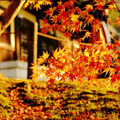 走过京都 四周清寂如歌 三年红叶狩的心得与小众景点分享 日本 旅行摄影 论坛 穷游网