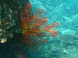 梦回斐济，知难舍——Blue Lagoon那缤纷的珊瑚五彩的鱼
