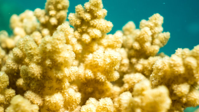 珊瑚花园景点观光攻略 珊瑚花园地址 珊瑚花园门票查询预订 穷游网移动版