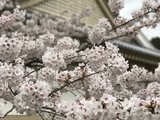 关西赏樱之旅2017.03.30