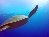 【潜入蓝色星球】印尼美娜多，蓝碧海峡淤泥潜水，神奇动物在这里～