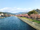 【沙小姐的Lonely Planet】2018早春游日本（东京筑地、伊豆温泉、河津赏樱、河口湖）更新完毕