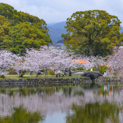 踏春寻樱九州花见 日本九州地区赏樱景点交通秘辛 日本 旅行摄影 论坛 穷游网