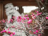 【度假式收心】日本冲绳九州春节亲子慢游9日（旅途计划和实际行程并举分享)