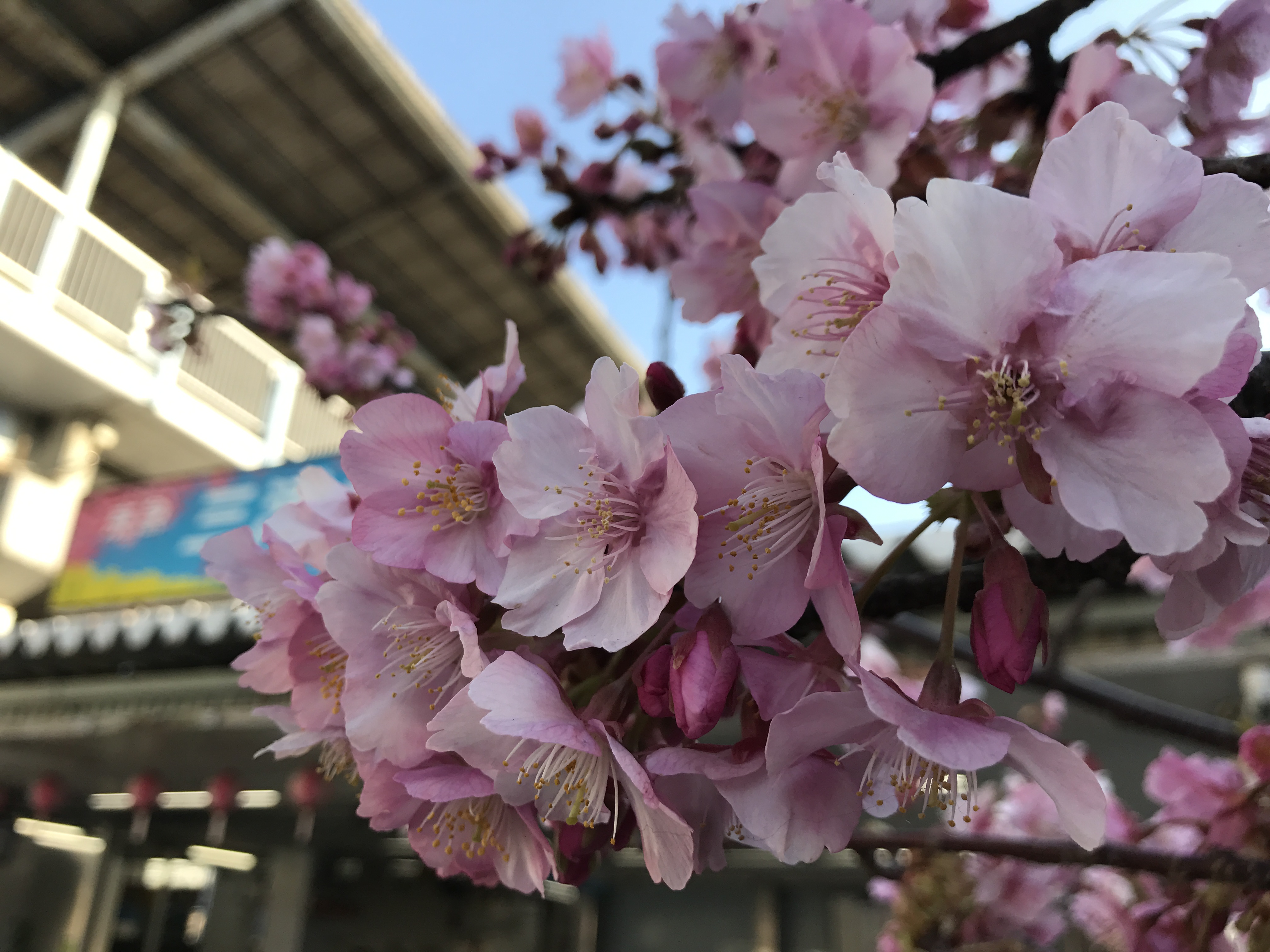 18春节东日本9日铁道行记 东京 横须贺 房总半岛 草津温泉 雪国新潟 长篇完结申请精华 日本 论坛 穷游网