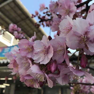 18春节东日本9日铁道行记 东京 横须贺 房总半岛 草津温泉 雪国新潟 长篇完结申请精华 日本 论坛 穷游网