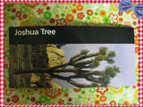 第一站：约书亚树国家公园【Joshua Tree National Park】