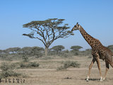 更新完毕》18年2月【坦桑尼亚】纯safari蜜月行 详尽干货信息