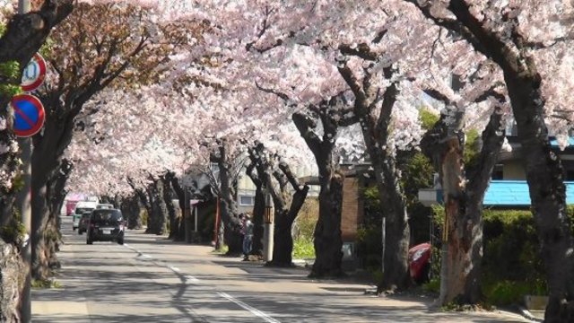 微锦囊 北海道 道南樱花名所8选 穷游网 移动版