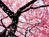 日本四月樱花似锦，免费环游攻略