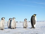 南极旅行攻略：看帝企鹅的所有方式汇总