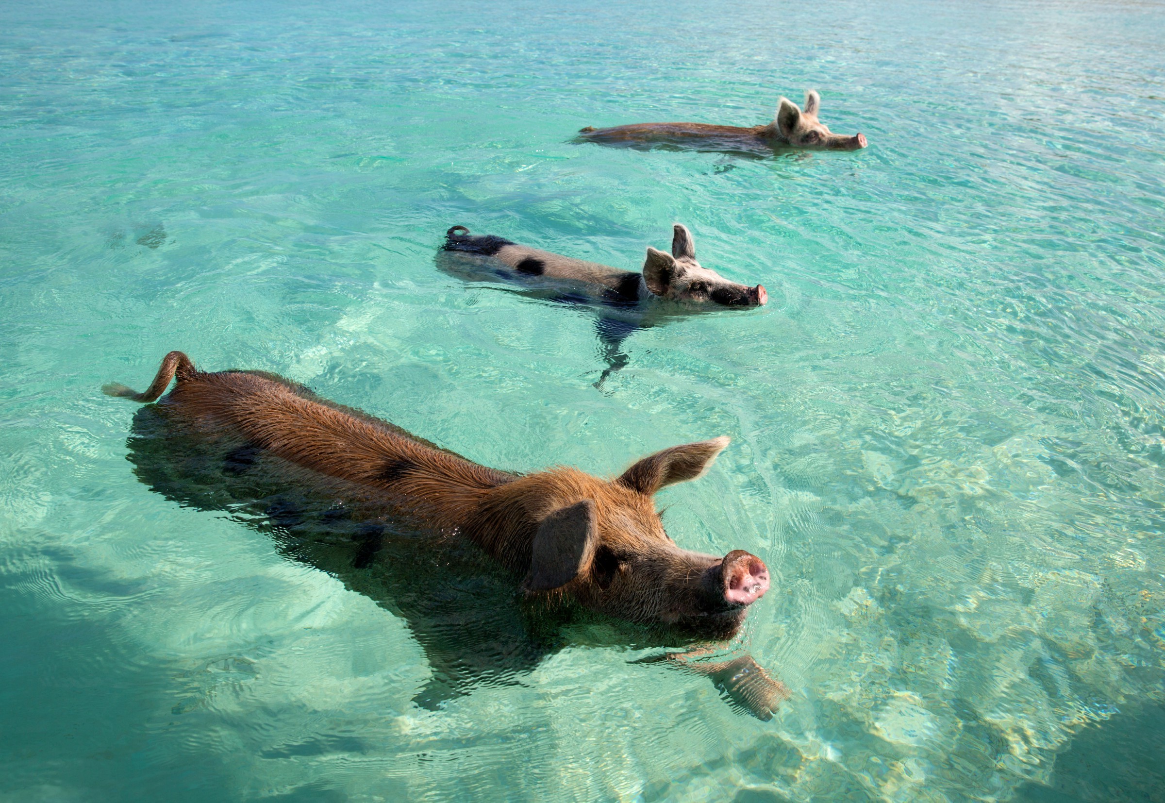 在天堂群岛巴哈马与一群猪游泳过夏天