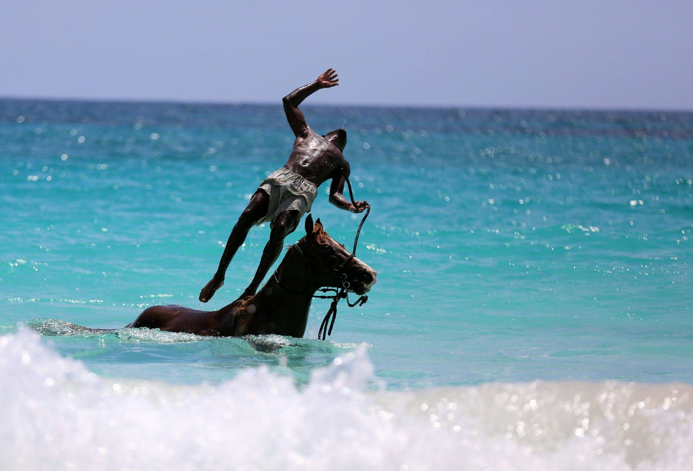 在天堂群岛巴哈马与一群猪游泳过夏天