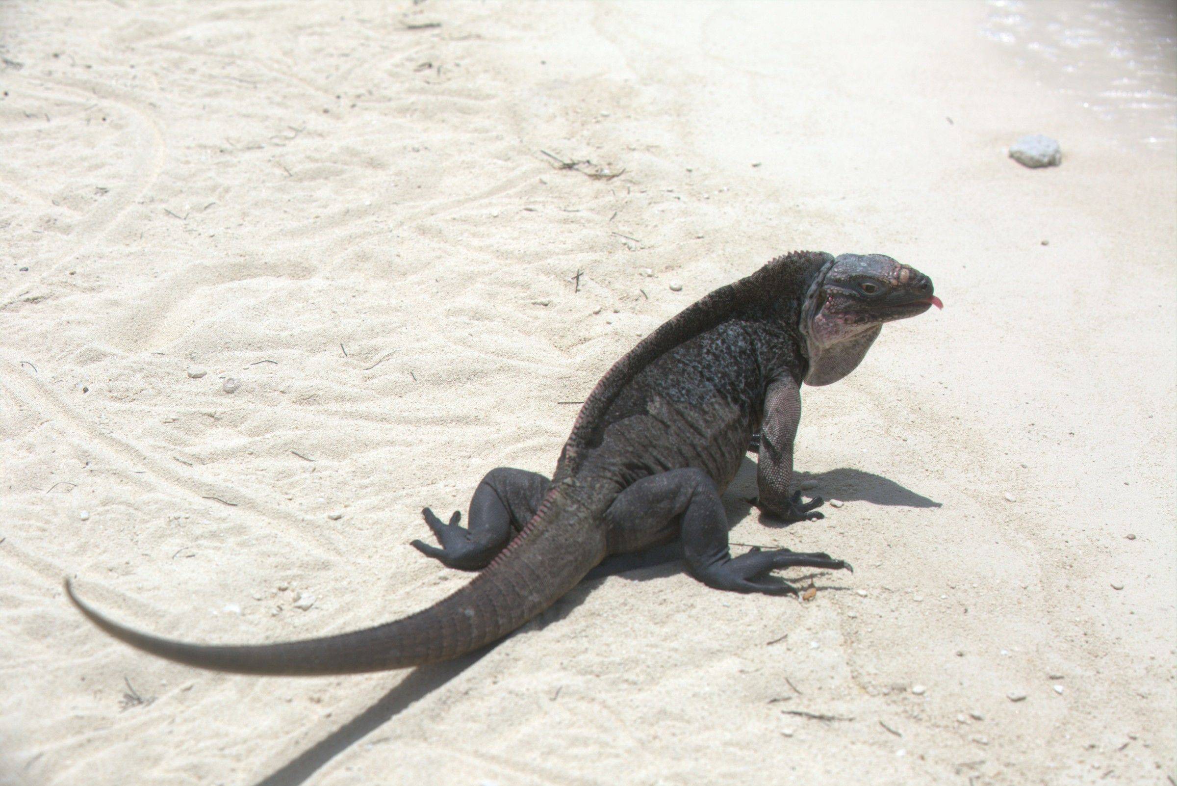 在天堂群岛巴哈马与一群猪游泳过夏天