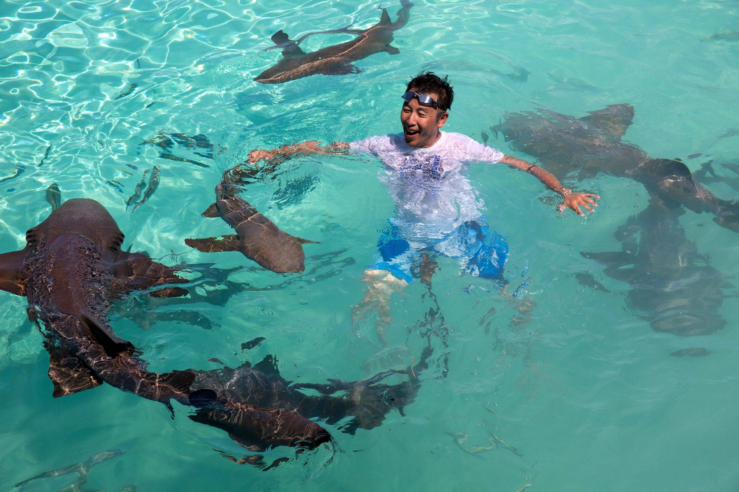 在天堂群岛巴哈马与一群猪游泳过夏天