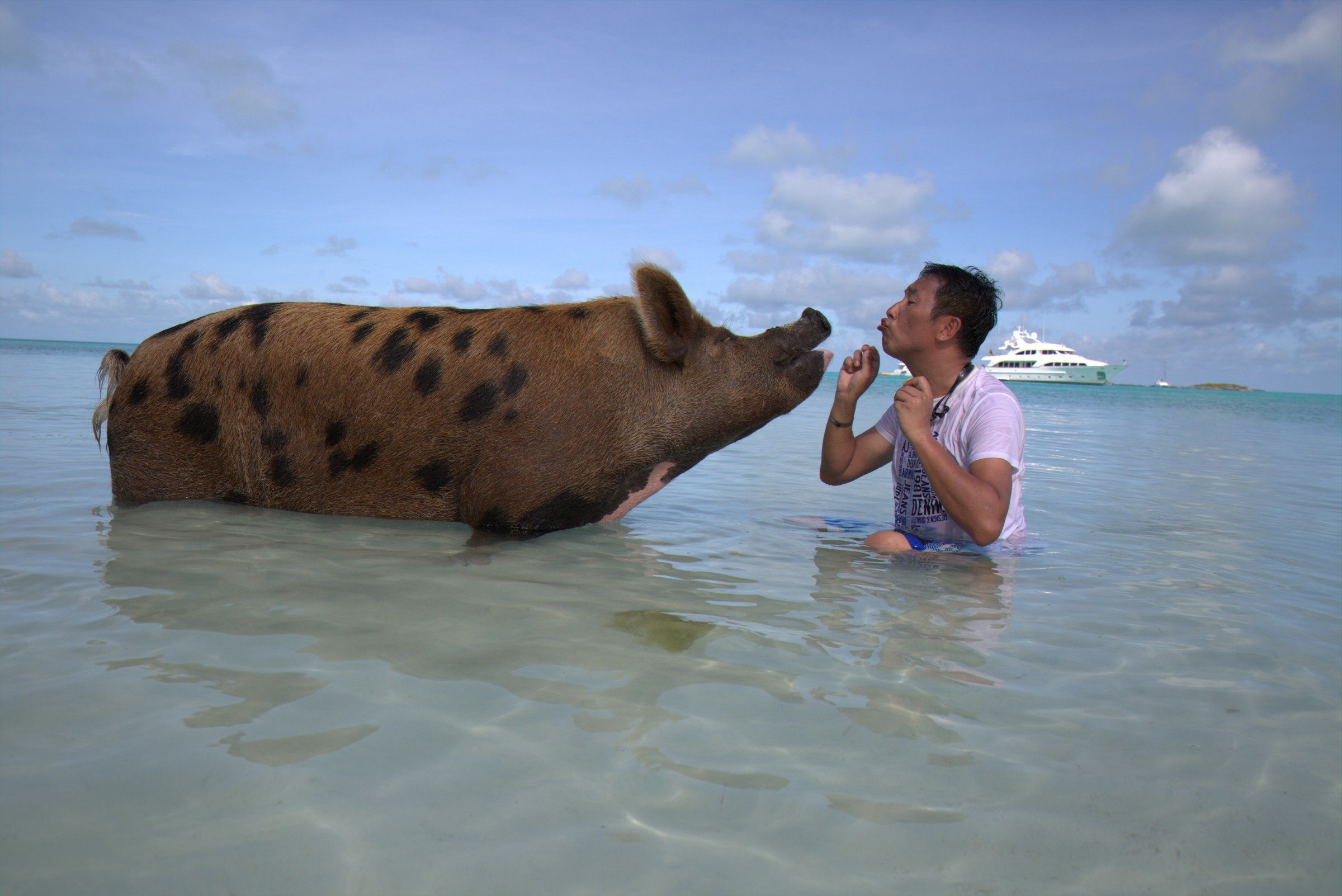 在天堂群岛巴哈马与一群猪游泳过夏天