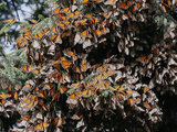 墨西哥的百万蝴蝶庇护所，此生值得一见的奇观