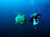 我的涛岛潜水教练生涯：水肺潜水+自由潜